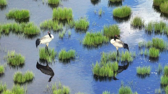 若尔盖湿地：“高原精灵”黑颈鹤进入繁育高峰期