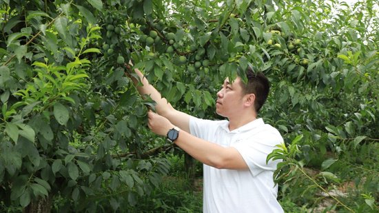 唐军查看李子长势