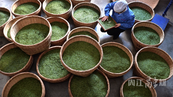 复立手工绿茶