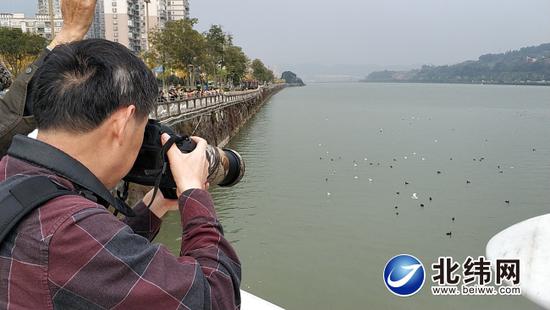 青衣江上的水鸟吸引大量市民围观