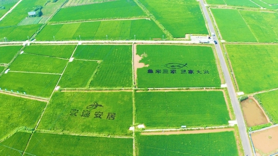 安居区三家大米现代农业产业园区。 廖锦辉 摄影