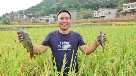 泸州市古蔺县观文镇民乐村的鱼稻共生种养基地。 钟旭娟 姚茂璇 摄