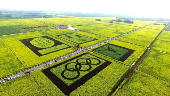 成都高标准农田的一个场景。（资料图片）