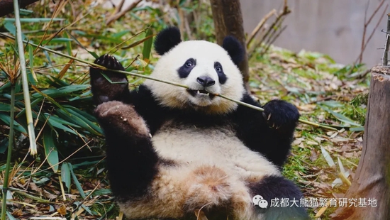 成都大熊猫繁育研究基地