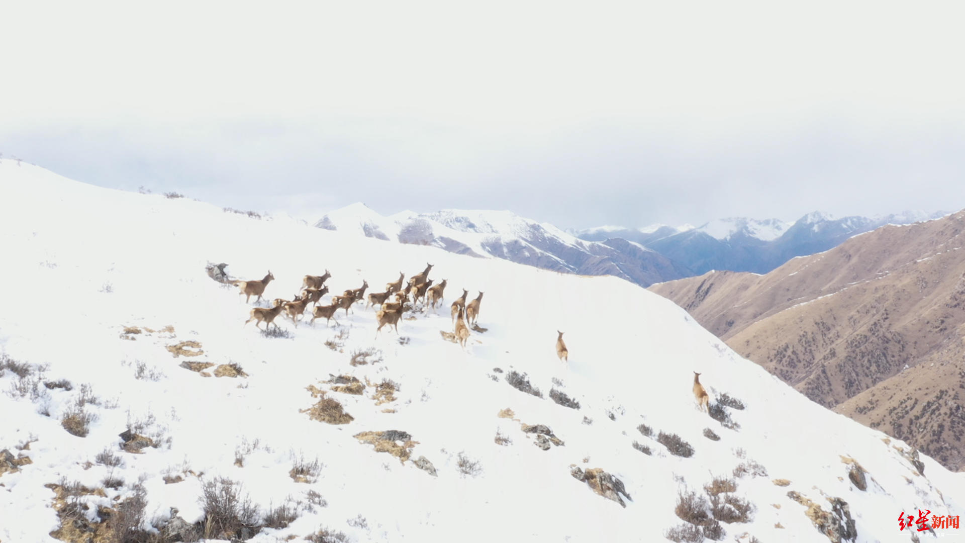 ↑野生白唇鹿群在雪山上追逐嬉戏。