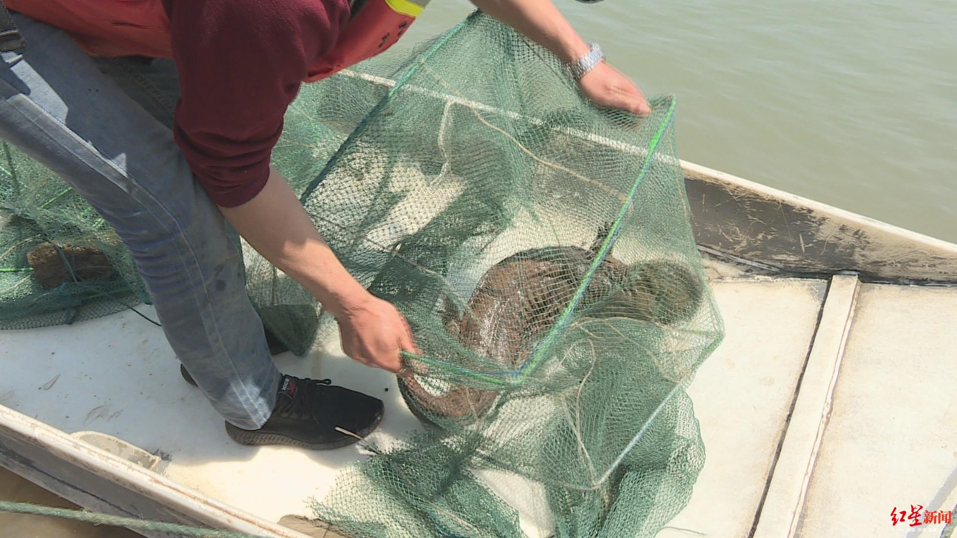 獲救的野生娃娃魚