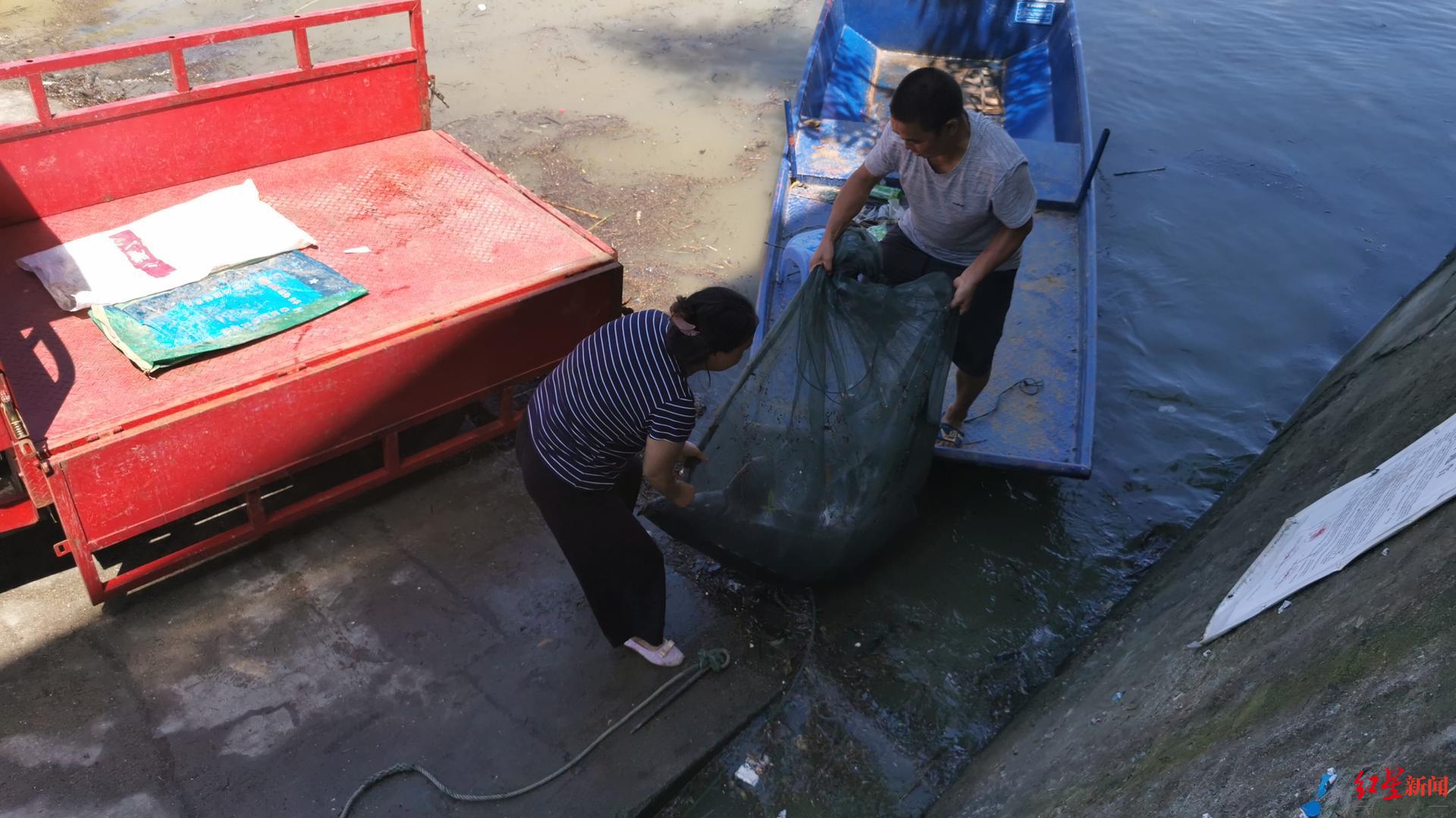 一对夫妻在白龙湖捕捞到一条64斤的鲟鱼