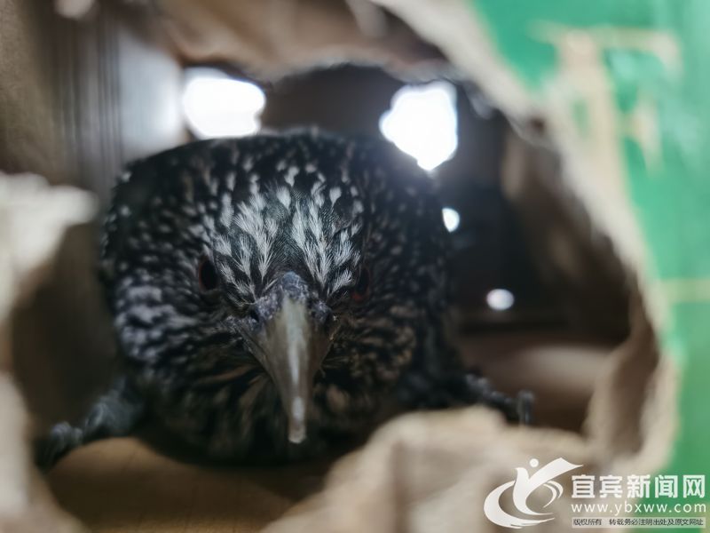 鳥兒被暫時“安置”在紙箱里。(宜賓新聞網 劉佳 攝)