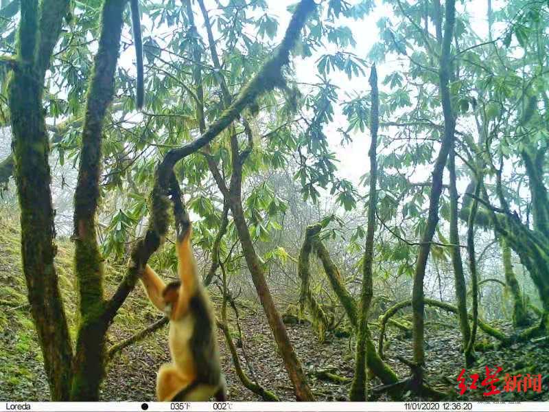 黄龙景区首次拍摄到野生川金丝猴种群