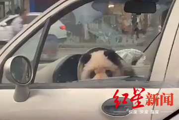 　“熊猫”松狮犬坐驾驶位被举报