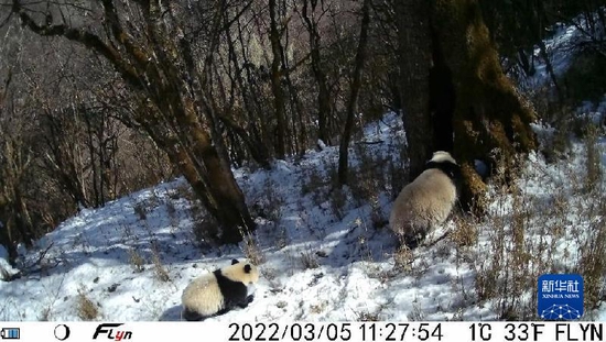 这是3月5日红外相机拍摄到的大熊猫母子照片。（图片来源：大熊猫国家公园宝兴县管护总站）