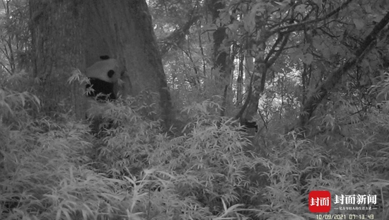 2021年9月10日7点13分，大熊猫找到一个树洞