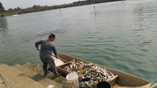 养殖户在鱼塘打捞死鱼。中航安盟财产保险有限公司供图