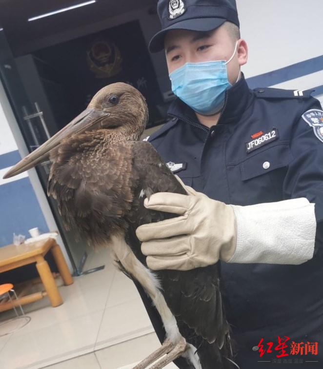 国家一级保护动物黑鹳