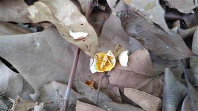 鸟蛋掉在地上,被蚂蚁分食