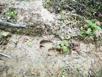 野猪蹄印。