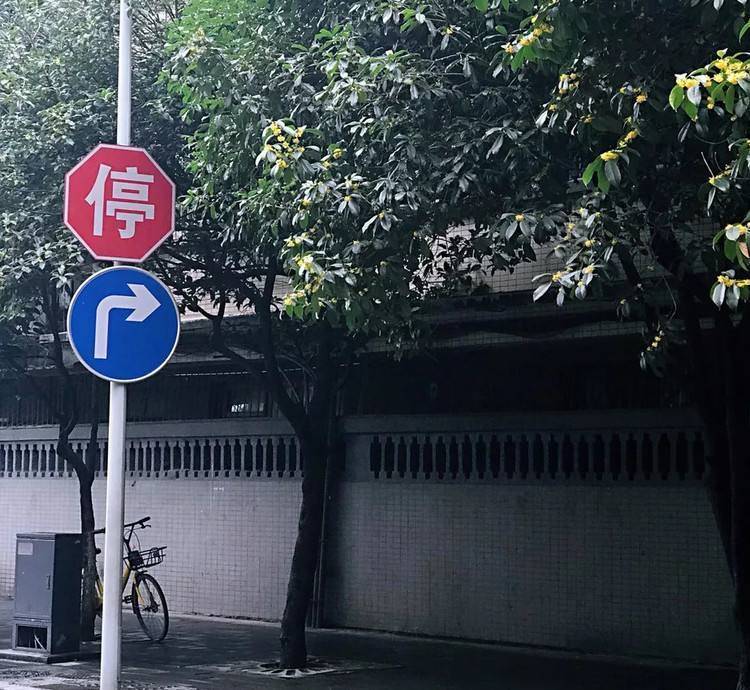 曾经的桂花巷