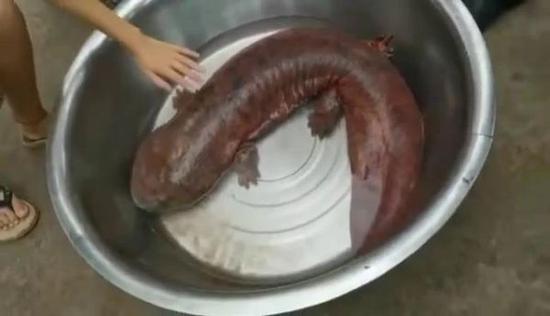 娃娃魚身長1米。(敘州區融媒體中心 供圖)