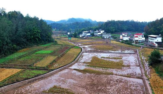 图为建华村高标准农田