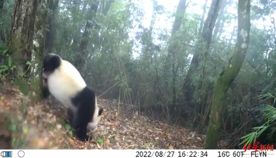 ↑瓦屋山大熊猫倒立撒尿 视频截图