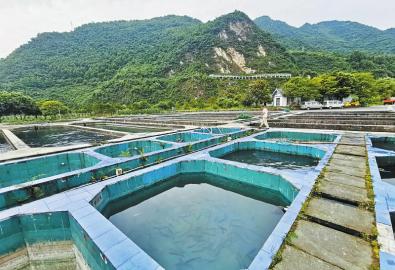 彭州涌泉冷水渔业有限公司位于龙门山脉的一处鲑鳟鱼养殖基地。