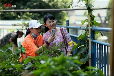 居民栽种的丝瓜开出了新花朵