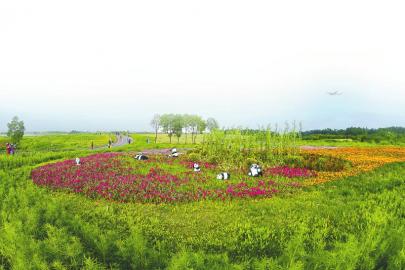 双流区空港花田。