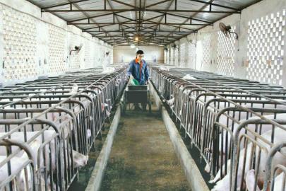 7月15日，仁寿县大化镇水利社区养猪合作社，工作人员正在管理猪舍。 潘建勇 摄（视觉四川）