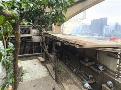 业主陈先生在天台上拍摄到的鸽子的照片