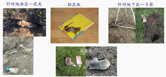 物理灭鼠