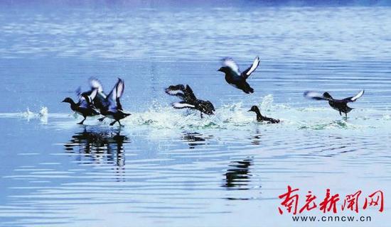 野生水鸟斑头雁在嘉陵江面嬉戏。