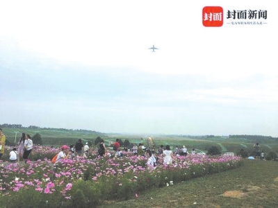 飞机掠过花海上空