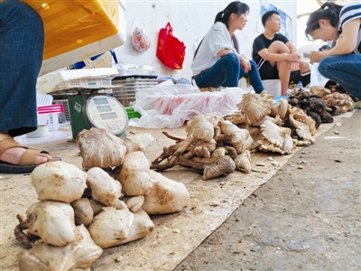 西昌长安菜市场售卖的各种菌类