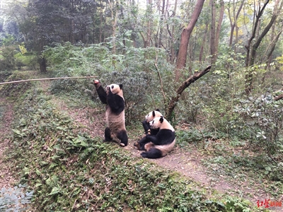 “钓熊猫”