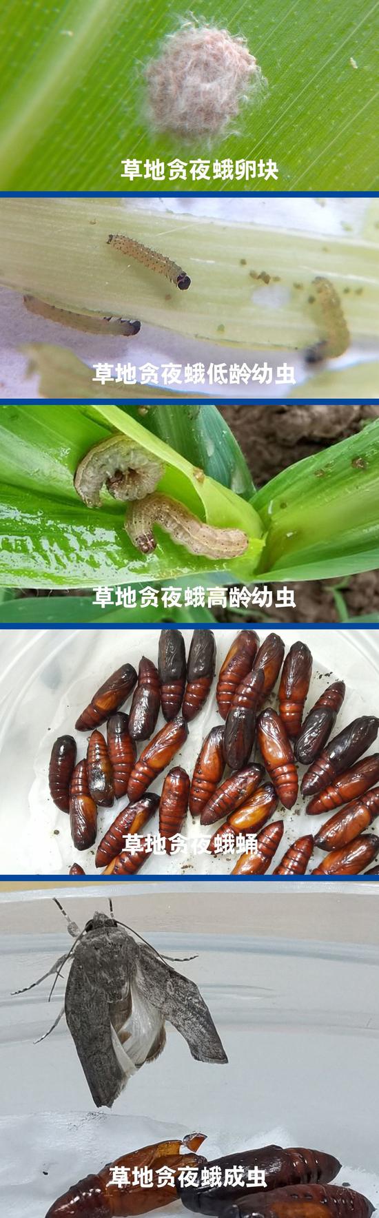 草地貪夜蛾生育進程。陳曉娟攝