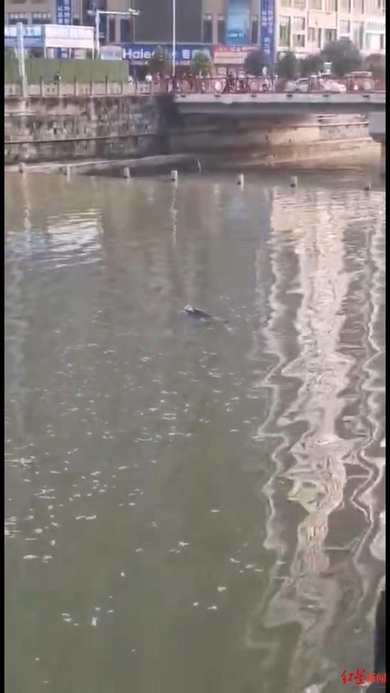 男子漂浮水面被當(dāng)成“浮尸”