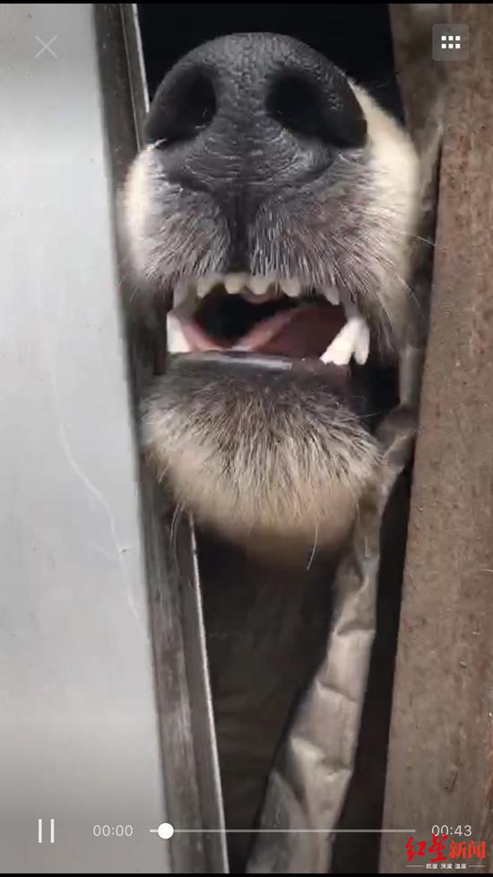 爱狗人士救下的狗狗