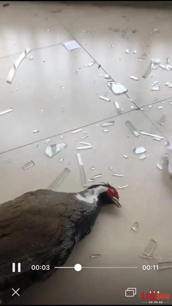 　4月22日在江西九江某商业街记录到的鸟撞玻璃事件
