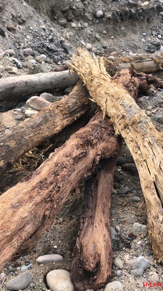 金沙江底的木头