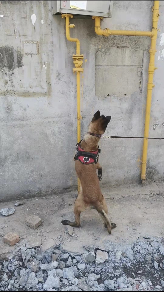 廣元市天然氣有限責任公司引進的燃氣嗅探犬正在工作,主要為企業排查燃氣問題。