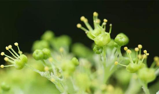 雄花 （钟金摄）