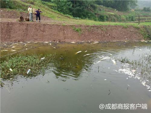 4.6万斤鱼疑缺氧暴毙身亡 鱼塘主称增氧设备未