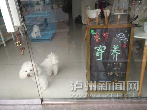 春节宠物寄养“一笼难求”