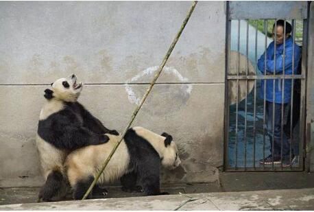 我的族群,是如此脆弱,是如此不堪。我大熊猫国,还有复国的希望吗?