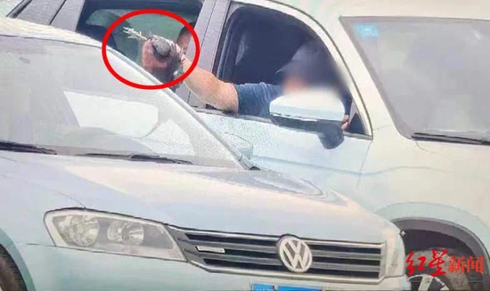轉移彩鹮尸體 觀鳥愛好者攝