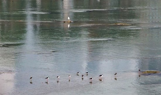 长脚鹬在锦江浅滩休息觅食。李冬 摄