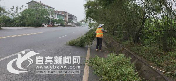 工作人员正在清理倒竹。(宜宾新闻网 曾江 摄)