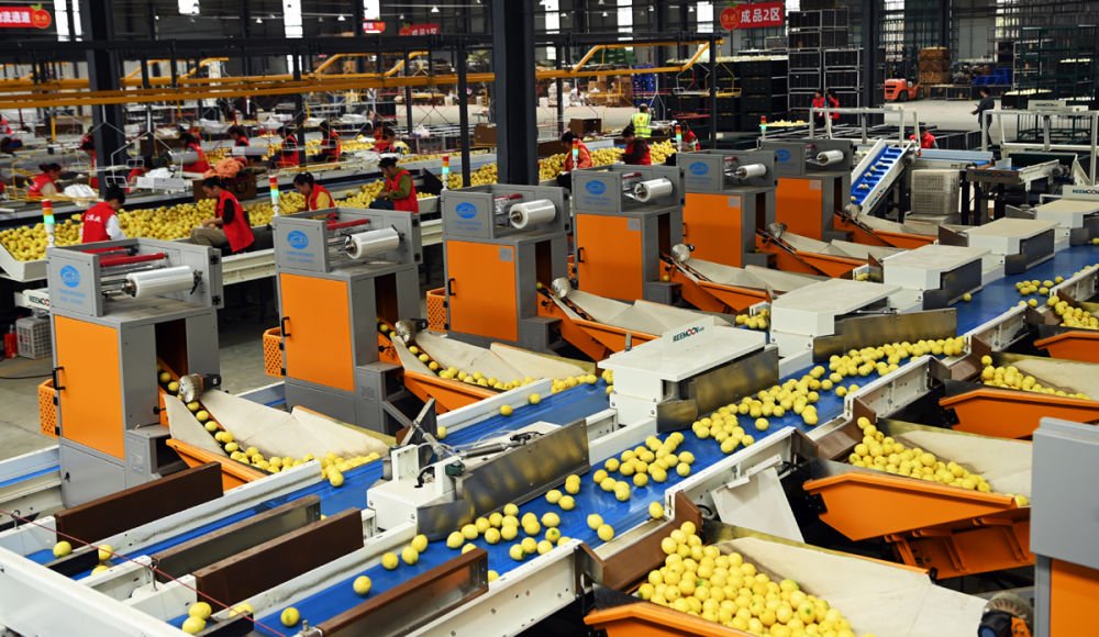 在位于安岳县的四川省维记农业集团有限公司拍摄的柠檬分选生产线。刘永红 摄