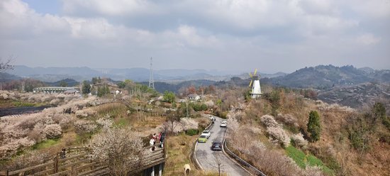 游客踏青賞花
