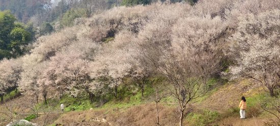 外地游客來達川賞花